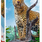 Puzzle 500 piese - Leopard in Savana