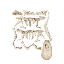 Kit Fosile T-Rex