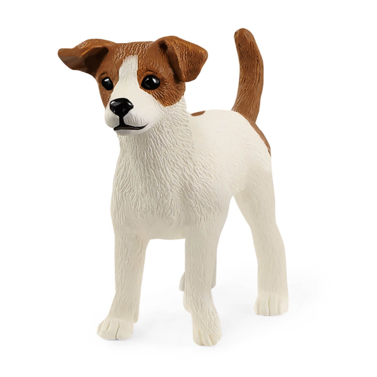 Caine Terrier Jack Russell